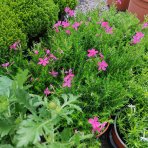 Flox šidlolistý (Phlox subulata) ´ATROPURPUREA´ - kont. C1L